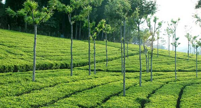 Honeymoon at Nilgiris